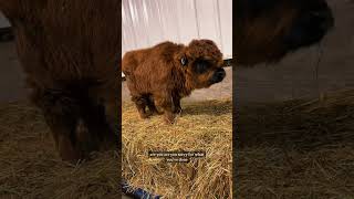 Thieves in the barn minicow babyanimals farm highlandcattle babycows [upl. by Nosylla]