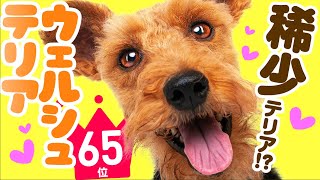 ❤️人気65位【ウェルシュテリアってどんな犬？】子犬の価格や性格、寿命、飼いやすさは？ カワイイ動画でチェック！ [upl. by Ennayhc]