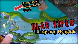 UNBOXING VIPER SUMATRA TRIMERESURUS PARIAS CALAMITAS BERBISA TINGGI HEMOTOXIN [upl. by Airtemak]