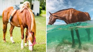 Super Grappige En Schattige Paarden Pony En Veulen Filmpjes DEEL 10 [upl. by Behn282]