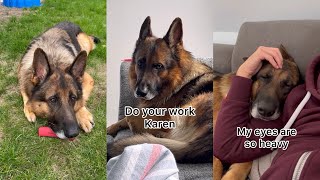 Funny Shenanigans With My German Shepherd Dog [upl. by Jarita]