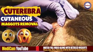 Cutaneous Cuterebra Maggot Myiasis Live Removal amp Extraction [upl. by Adnohryt]