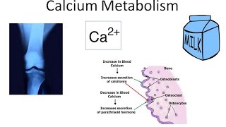 Calcium Metabolism [upl. by Noreen904]