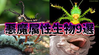 【ゆっくり解説】神話やファンタジーの世界に出てきそうな実在する悪魔みたいな外見の生物9選 [upl. by Tnek]