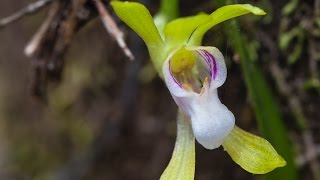 Sarcochilus australis near Narawntapu National Park  Tasmania [upl. by Dnanidref723]