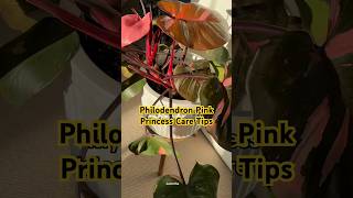 Pink Princess Philodendron Care Relaxing watering video houseplants Philodendronerubescens [upl. by Mogerly81]