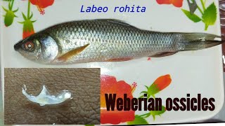 Weberian Ossicles  Separation of weberian ossicles from the body of Carp or Labeo rohitadissection [upl. by Anahpets]