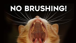 Do You Need To Brush Your Cat’s Teeth [upl. by Nolla]