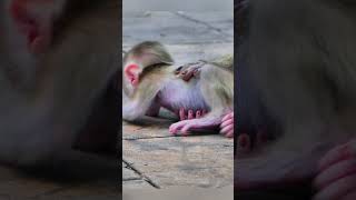 Pitiful wild baby monkey screaming for milk till weak 😪 monkey cutebabymonkey jungle wildlife [upl. by Anircam]