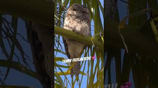 Tawny Frogmouth Bird Master of Camouflage [upl. by Lion216]