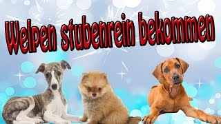 Welpen stubenrein bekommen Stubenreinheit beim Hund Tipps [upl. by Filia160]