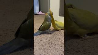 Beaker gets whacked 💥funnyanimals talkingbird talkingparrot cuteanimals fail [upl. by Faythe]