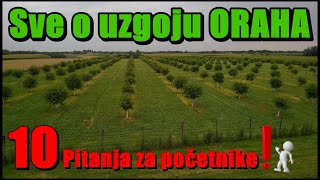 Koliko quotKOŠTAquot podizanje zasada ORAHA u realnosti TEORIJA vs PRAKSA [upl. by Potter509]