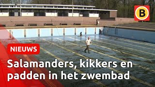 Das pas een grote schoonmaak Zwembad Wolfslaar wordt klaar gemaakt voor de zomer [upl. by Weihs]