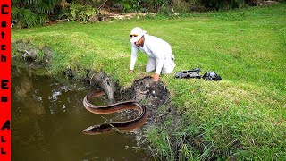 GROUP of INVASIVE FISH WALKED on DRY LAND to DESTROY MY POND [upl. by Landri537]