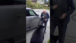 BC man keeps calm as bear charges him outside his garage 🐻 [upl. by Selhorst]