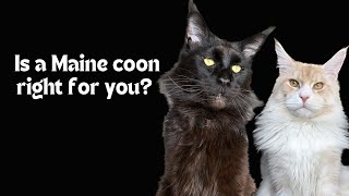 What does it entail to own a Maine Coon and is this cat breed right for you [upl. by Ahseiyn]