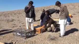 BPRA Quetta pigeon race 170 km [upl. by Daile74]