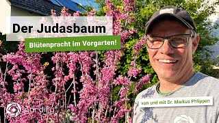 Der Judasbaum  Blütenpracht im Vorgarten  gardify Tipps [upl. by Doris]