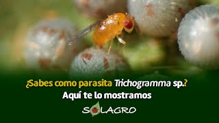 Trichogramma sp  LA PARASITADORA DE INSECTOS PLAGA [upl. by Prentice512]