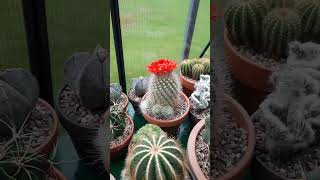 parodia penicillata 🌵⚘️ [upl. by Anais]