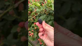 Homegrown Berry Harvest gardenharvest berries [upl. by Minsk375]