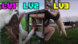 LIVESTREAM  SCHWEIZER SCHÄFERHUND CHARLIE beim Training [upl. by Grory]