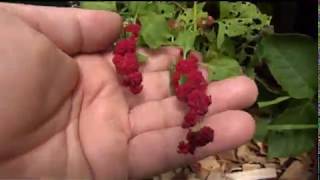 ⟹ Strawberry Spinach Chenopodium capitatum 🍒 NOT TO SWEET strawberry [upl. by Tereb]