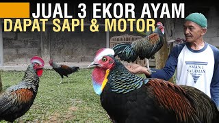 CERITA SUKSES 40 TAHUN TERNAK AYAM HUTAN HIJAU [upl. by Girovard]