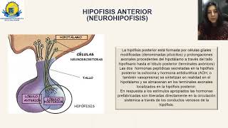 FISIOPATOLOGÍA DEL SINDROME SHEEHAN [upl. by Eaner973]