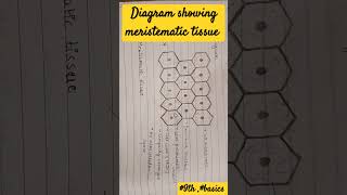 meristematic tissue diagram 9th imp basics neet plant tissue [upl. by Samot291]