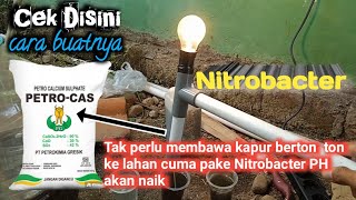 Cara membuat Nitrobacter  bakteri perombak amoniak [upl. by Roselin]