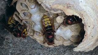 Europäische Hornissen Vespa crabro Dohr Eifel 23062022 [upl. by Azriel]