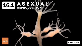 IGCSE Biology  Asexual reproduction 161 [upl. by Gretna]