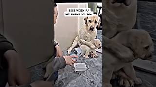 Mamãe cachorro shorts shortvideo reels mãe amor animais cachorro [upl. by Ajssatsan]