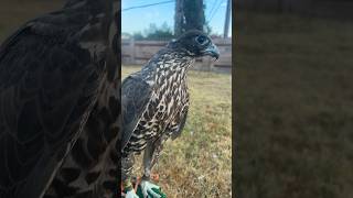 Gyrfalcon falconry [upl. by Gies305]