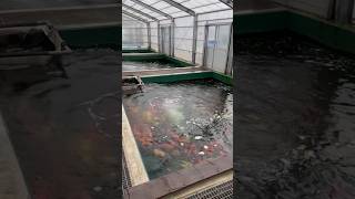 Koi Pond Shakes after Big Earthquake 🤯 koi koifish earthquake [upl. by Elleinad]