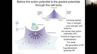 Animal Physiology Lecture 9 [upl. by Horten797]