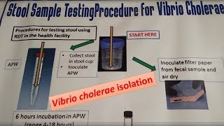 Stool sample testing procedure for Vibrio Cholerae [upl. by Courcy138]