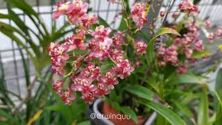 Oncidium Twinkle Pink Profusion [upl. by Amluz]