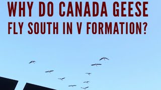 Why do Canada Geese Fly in V Formation [upl. by Berlauda]