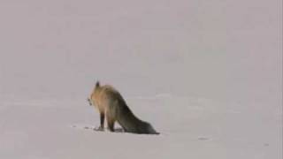 Joli plongeon dun renard dans la neige Stunning Fox Snow Dive [upl. by Eiramyma]