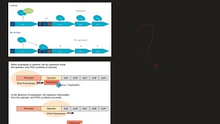 What is Lac Operon and Trp Operon What are the difference MCAT Biochemistry [upl. by Fransisco]