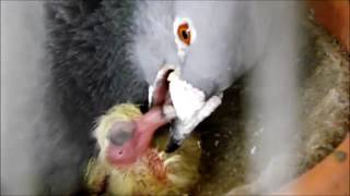 Tiny Newly Hatched Baby Chick Feeding High Definition  Baby Chicks and Mother Hen Pigeon Father [upl. by Valida529]