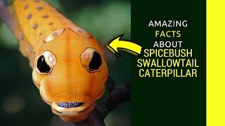 Spicebush swallowtail caterpillar facts Swallowtail caterpillar sting and life cycle [upl. by Allenrac]