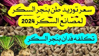 سعر بنجر السكر موسم 2024 وسعر التوريد الان [upl. by Halet]