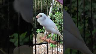 The Best Canary Sound Belgian Canary Training Singing [upl. by Sanger]