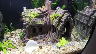 Fluval Flex 57 litre fishtank [upl. by Irpak428]