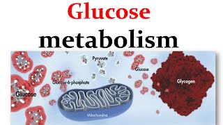 Overview of glucose metabolism [upl. by Jocelyn]