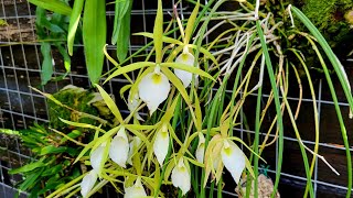 Orchid species Brassavola Видові Орхідеї Брасавола [upl. by Zannini]